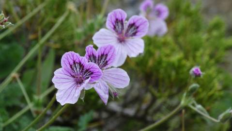 Fotografia da espécie Erodium daucoides