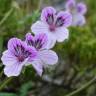 Fotografia 7 da espécie Erodium daucoides do Jardim Botânico UTAD