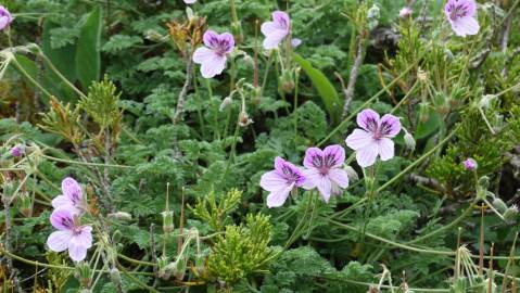 Fotografia da espécie Erodium daucoides