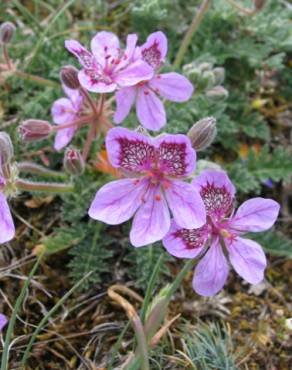 Fotografia 9 da espécie Erodium daucoides no Jardim Botânico UTAD