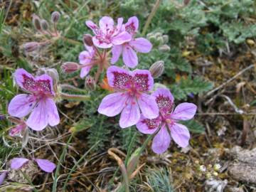 Fotografia da espécie Erodium daucoides