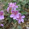 Fotografia 9 da espécie Erodium daucoides do Jardim Botânico UTAD