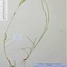 Fotografia de herbário 1 da espécie Bromus rigidus no Jardim Botânico UTAD