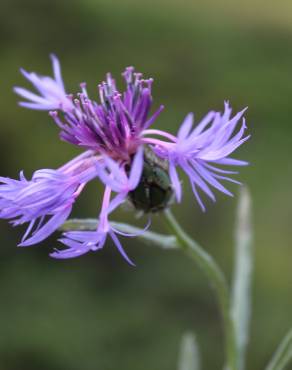 Fotografia 7 da espécie Centaurea triumfetti no Jardim Botânico UTAD