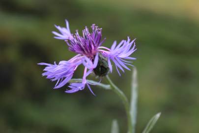 Fotografia da espécie Centaurea triumfetti