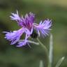 Fotografia 7 da espécie Centaurea triumfetti do Jardim Botânico UTAD