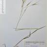 Fotografia de herbário 1 da espécie Bromus sterilis no Jardim Botânico UTAD
