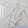 Fotografia de herbário 1 da espécie Bromus sterilis no Jardim Botânico UTAD