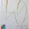 Fotografia de herbário 1 da espécie Agrostis capillaris no Jardim Botânico UTAD
