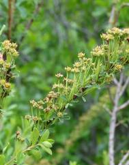 Spiraea hypericifolia subesp. obovata