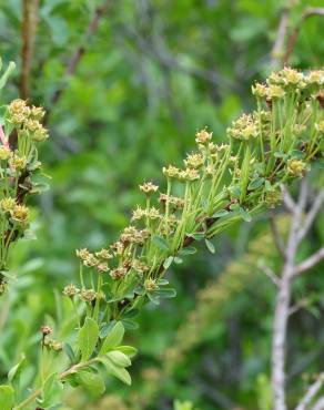 Fotografia 1 da espécie Spiraea hypericifolia subesp. obovata no Jardim Botânico UTAD