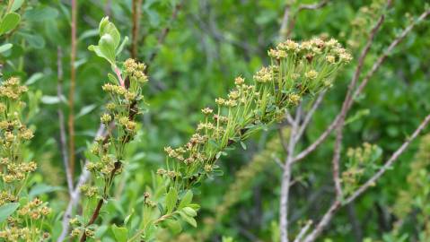 Fotografia da espécie Spiraea hypericifolia subesp. obovata