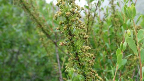 Fotografia da espécie Spiraea hypericifolia subesp. obovata