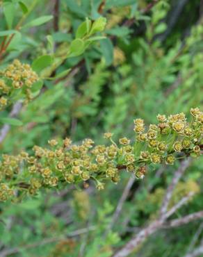 Fotografia 3 da espécie Spiraea hypericifolia subesp. obovata no Jardim Botânico UTAD