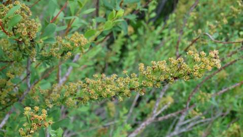 Fotografia da espécie Spiraea hypericifolia subesp. obovata