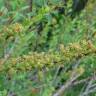 Fotografia 3 da espécie Spiraea hypericifolia subesp. obovata do Jardim Botânico UTAD
