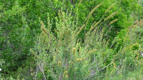 Fotografia da espécie Spiraea hypericifolia subesp. obovata