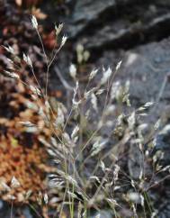 Aira caryophyllea subesp. caryophyllea