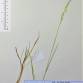 Fotografia 12 de herbário da espécie Agrostis capillaris no Jardim Botânico UTAD