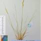 Fotografia 13 de herbário da espécie Agrostis capillaris no Jardim Botânico UTAD