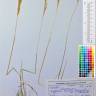 Fotografia de herbário 1 da espécie Agrostis curtisii no Jardim Botânico UTAD