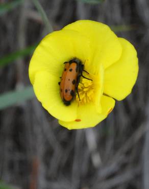 Fotografia 8 da espécie Ranunculus bupleuroides no Jardim Botânico UTAD