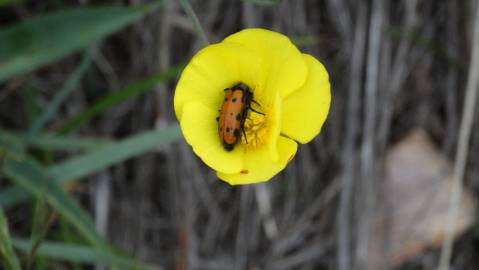 Fotografia da espécie Ranunculus bupleuroides