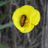 Fotografia 8 da espécie Ranunculus bupleuroides do Jardim Botânico UTAD