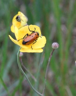 Fotografia 9 da espécie Ranunculus bupleuroides no Jardim Botânico UTAD