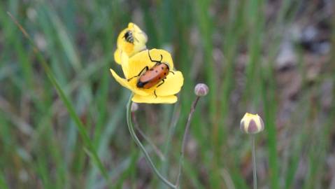 Fotografia da espécie Ranunculus bupleuroides