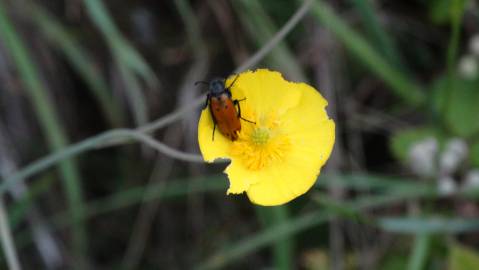 Fotografia da espécie Ranunculus bupleuroides