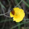 Fotografia 10 da espécie Ranunculus bupleuroides do Jardim Botânico UTAD