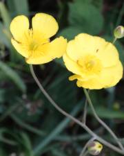 Fotografia da espécie Ranunculus bupleuroides