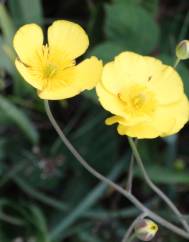 Ranunculus bupleuroides