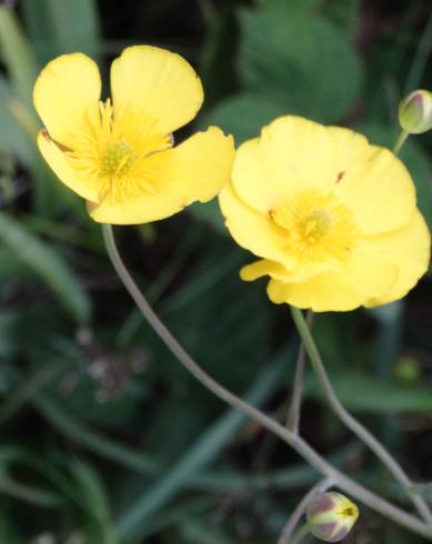 Fotografia de capa Ranunculus bupleuroides - do Jardim Botânico