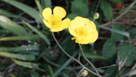 Fotografia da espécie Ranunculus bupleuroides