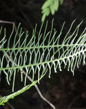 Fotografia 11 da espécie Blechnum spicant subesp. spicant var. spicant no Jardim Botânico UTAD