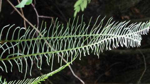 Fotografia da espécie Blechnum spicant subesp. spicant var. spicant