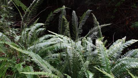 Fotografia da espécie Blechnum spicant subesp. spicant var. spicant