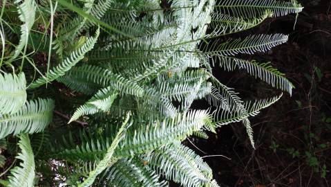 Fotografia da espécie Blechnum spicant subesp. spicant var. spicant