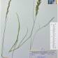 Fotografia 15 de herbário da espécie Agrostis capillaris no Jardim Botânico UTAD