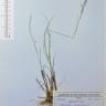 Fotografia de herbário 1 da espécie Agrostis capillaris no Jardim Botânico UTAD