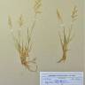 Fotografia de herbário 1 da espécie Agrostis capillaris no Jardim Botânico UTAD