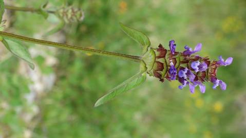 Fotografia da espécie Prunella vulgaris