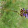 Fotografia 34 da espécie Prunella vulgaris do Jardim Botânico UTAD