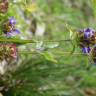 Fotografia 36 da espécie Prunella vulgaris do Jardim Botânico UTAD