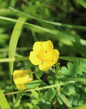 Fotografia 13 da espécie Helianthemum nummularium no Jardim Botânico UTAD