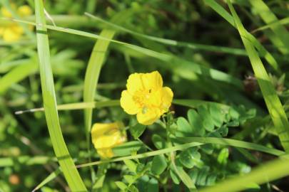 Fotografia da espécie Helianthemum nummularium