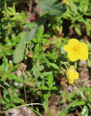 Fotografia 14 da espécie Helianthemum nummularium no Jardim Botânico UTAD