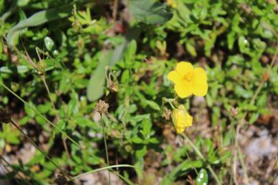 Fotografia da espécie Helianthemum nummularium